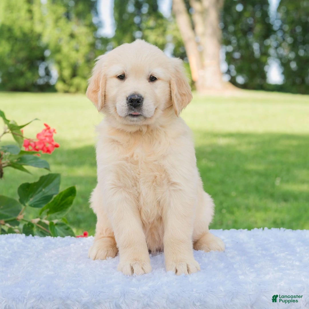 Golden Retriever dogs for sale: Mia - Image 2