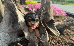 Schnoodle dogs for sale: Ernist - Image 1