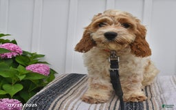 Cockapoo dogs for sale: Fluffy - Image 5