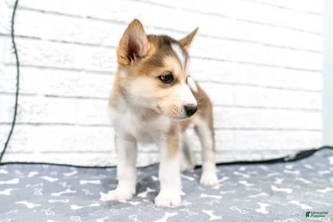 Alaskan Malamute dogs for sale: Sanji - Image 15