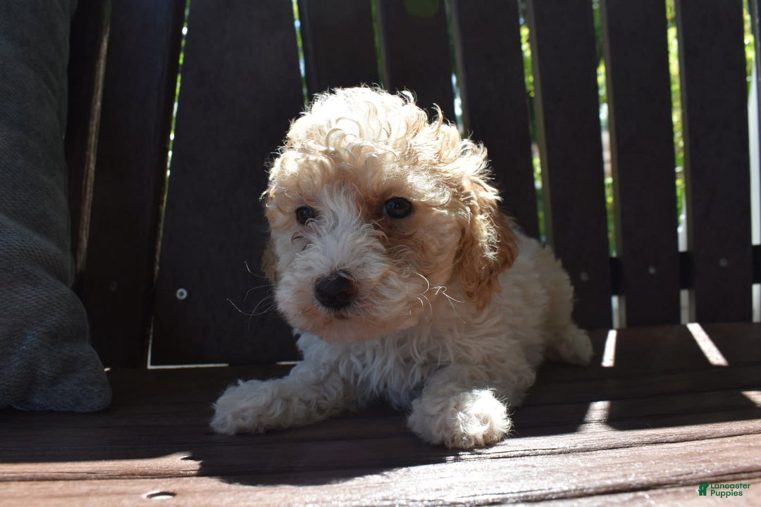 Toy Poodle dogs for sale: Edgar - Image 8