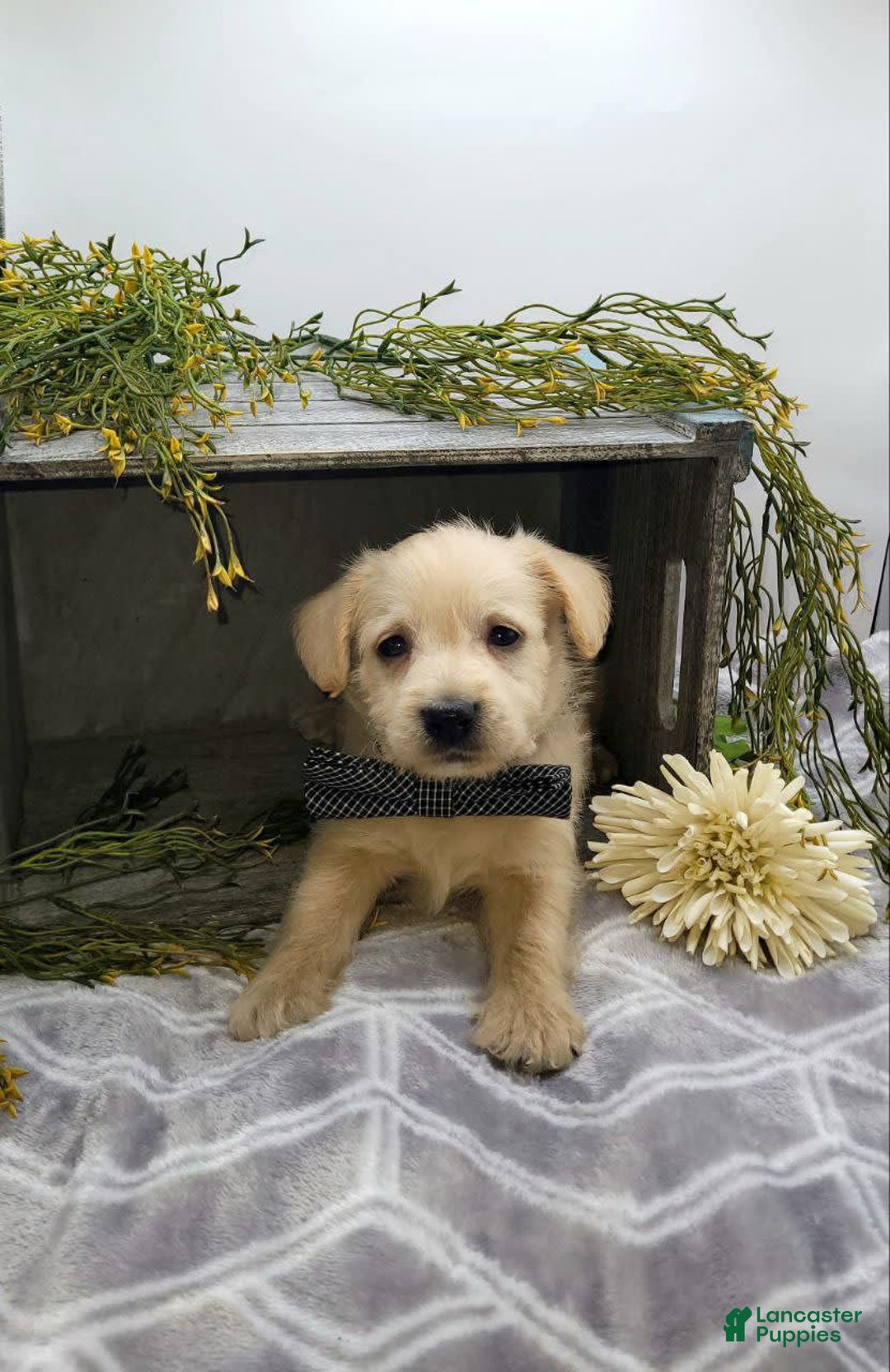 West Highland Terrier dogs for sale: Jasper - Image 1