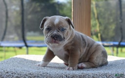 Olde English Bulldogge dogs for sale: Rosie Mini Bulldogge - Image 9