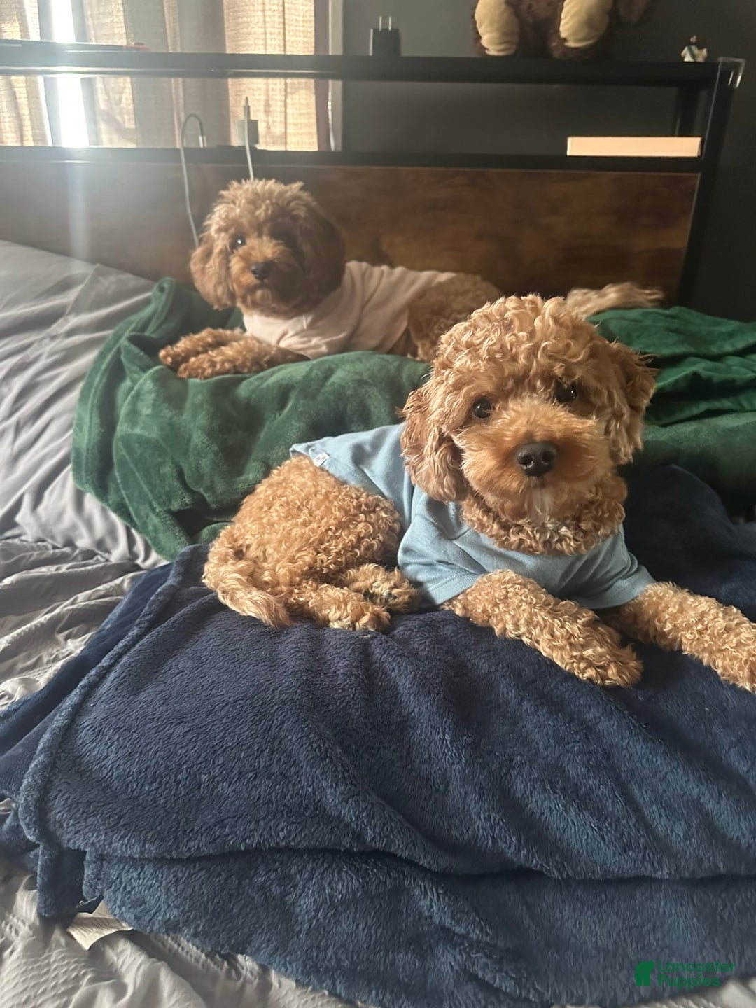 Cavapoo dogs for sale: Hulk - Image 3