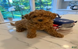 Toy Poodle dogs for sale: Lala - Image 3
