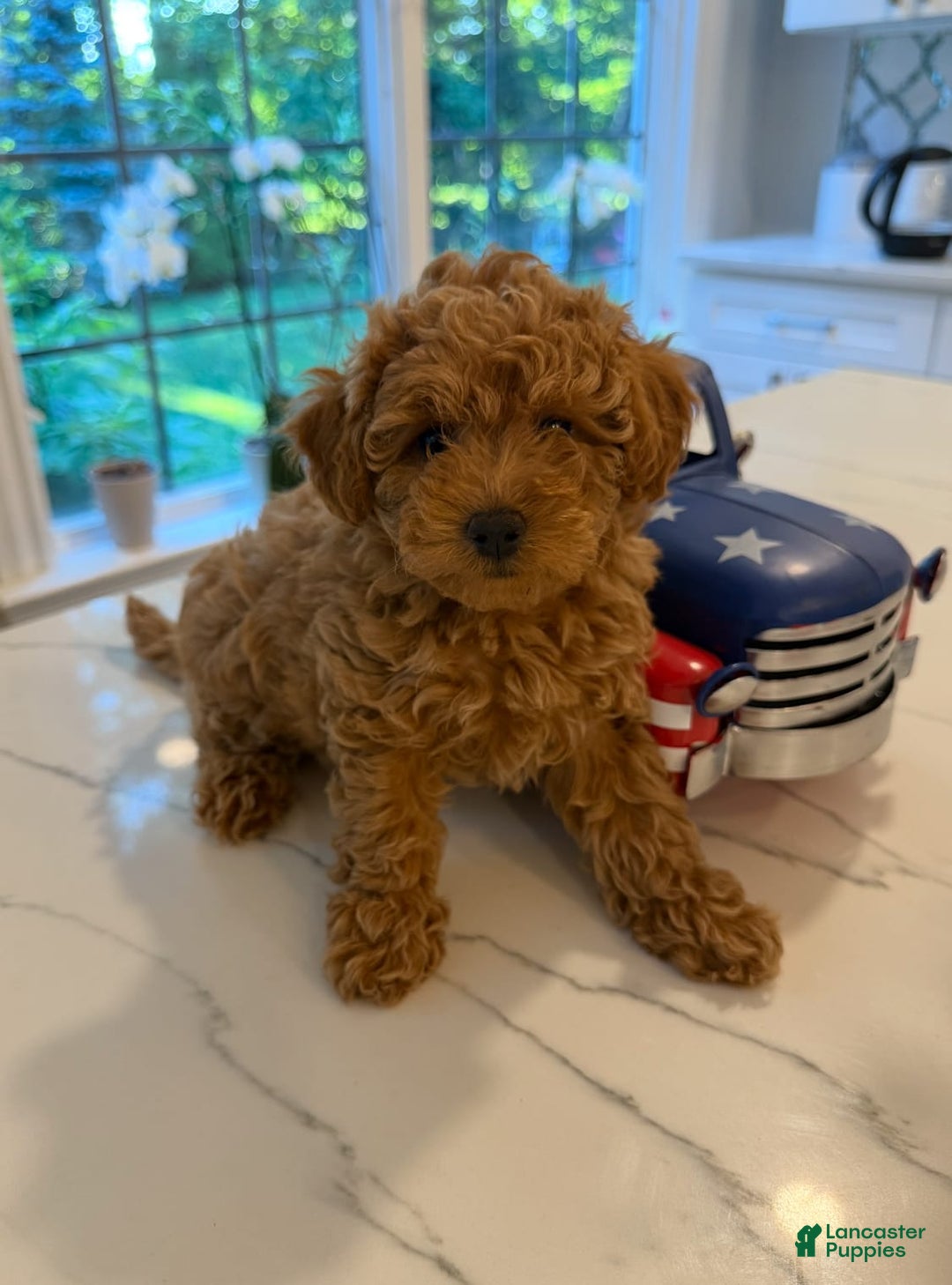 Toy Poodle dogs for sale: Lala - Image 3