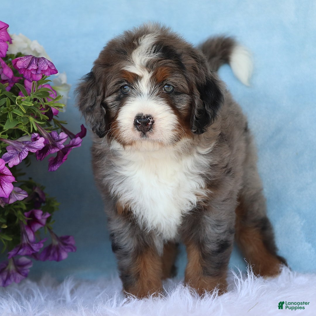 Mini Bernedoodle dogs for sale: Presley - Image 4