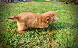 Havapoo dogs for sale: Kewtie - Image 8