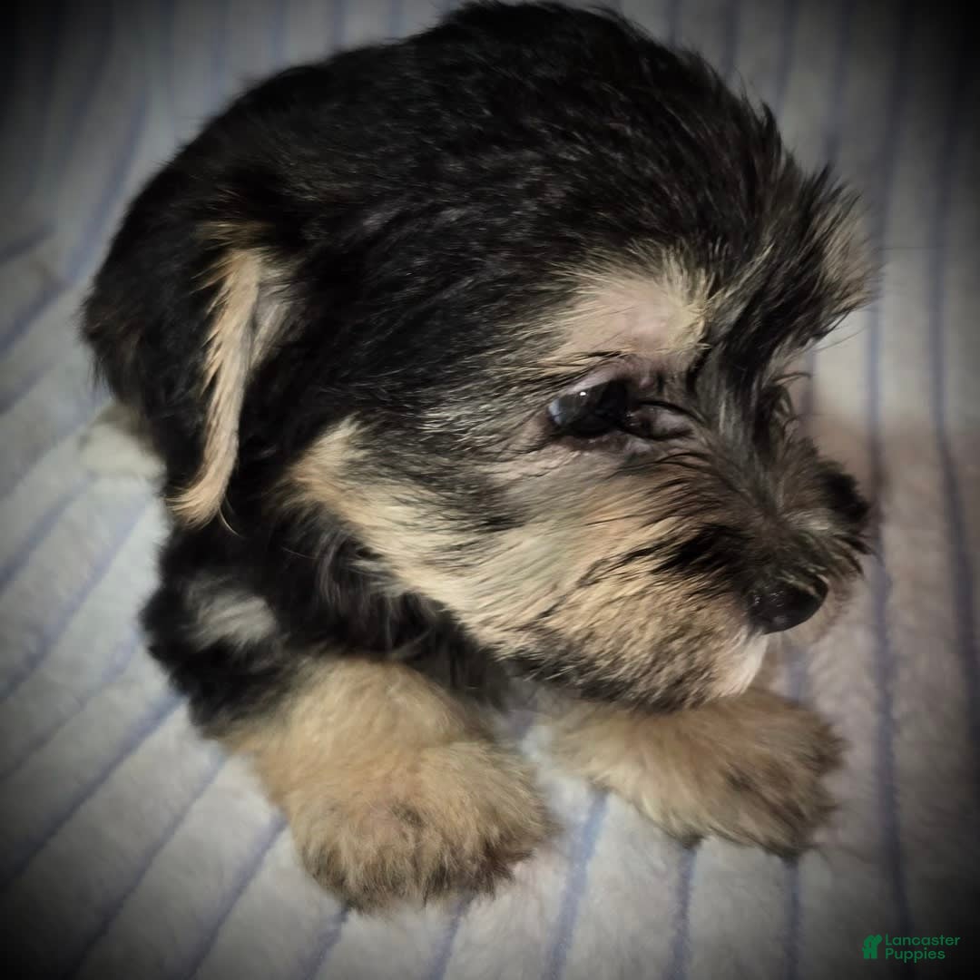 Morkie dogs for sale: Albert - Image 4