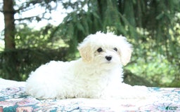 Miniature Poodle dogs for sale: Keisha - Image 4