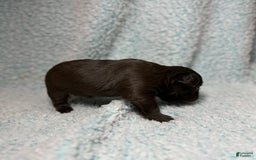 French Bulldog dogs for sale: Chocobelle - Image 7