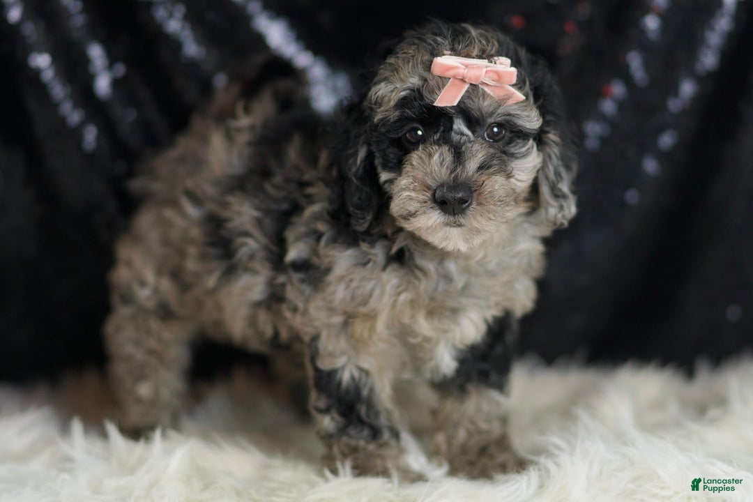 Mini Goldendoodle dogs for sale: Star - Image 2