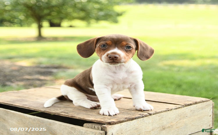 Beagle dogs for sale - Ad 4