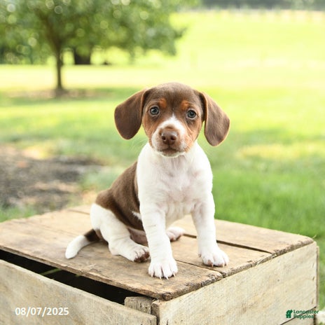 Beagle dogs for sale - Ad 4