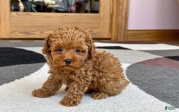 Maltipoo dogs for sale: Shanna - Image 6
