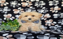 Maltipoo dogs for sale: Sully - Image 1
