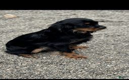 Cavalier King Charles Spaniel dogs for sale: Nugget Jr. - Image 1