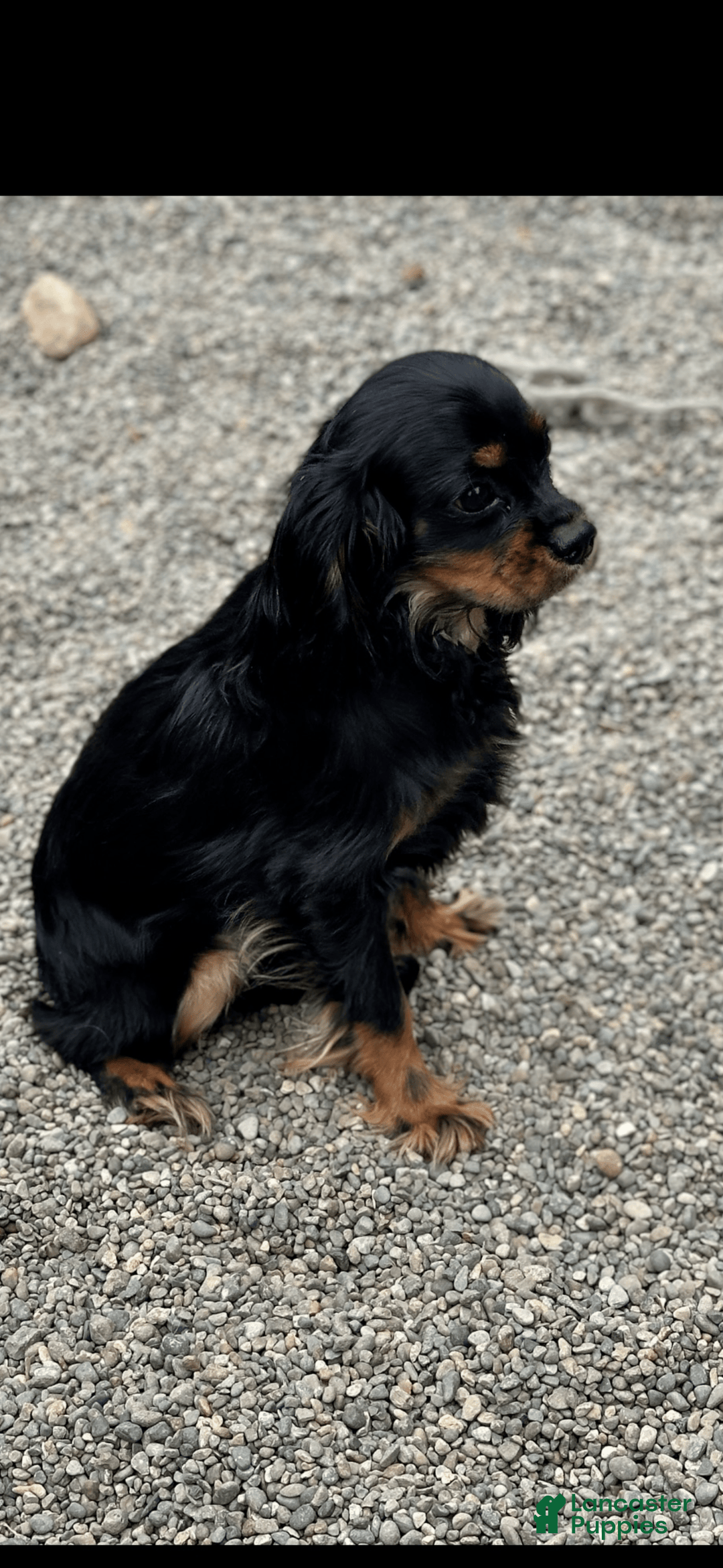 Cavalier King Charles Spaniel dogs for sale: Nugget Jr. - Image 1
