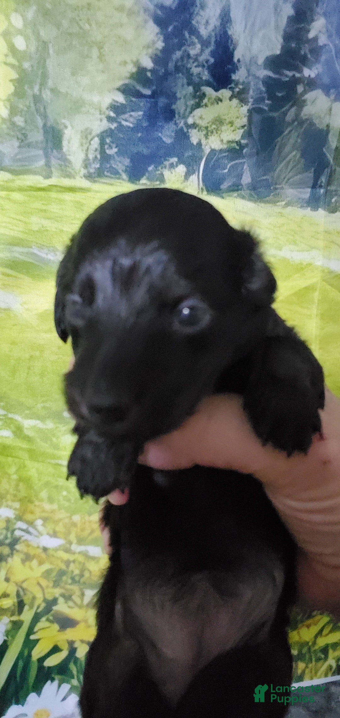 Miniature Dachshund dogs for sale: Brenda - Image 5