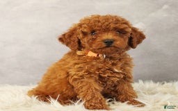 Toy Poodle dogs for sale: Silverstar - Image 3