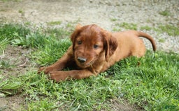 Irish Setter dogs for sale: Darwin - Image 2