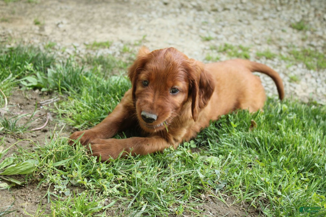 Irish Setter dogs for sale: Darwin - Image 2