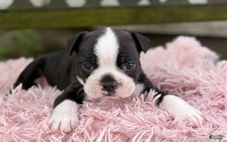 Frenchton dogs for sale: Jax - Image 9