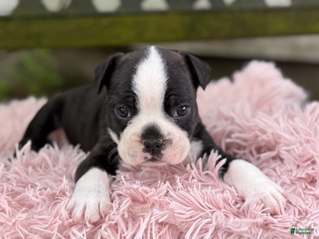 Frenchton dogs for sale: Jax - Image 9