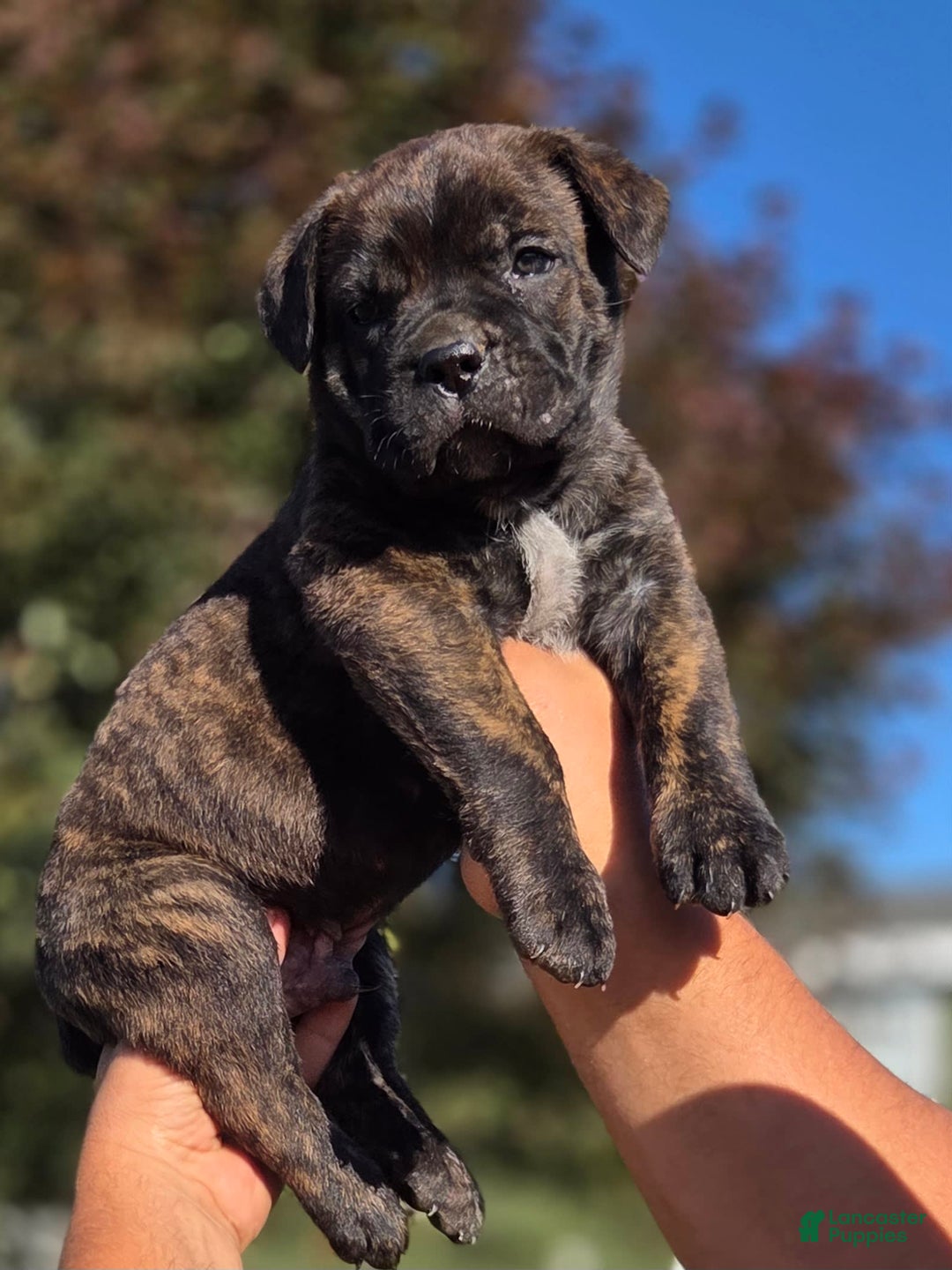 Cane Corso dogs for sale: White - Image 1