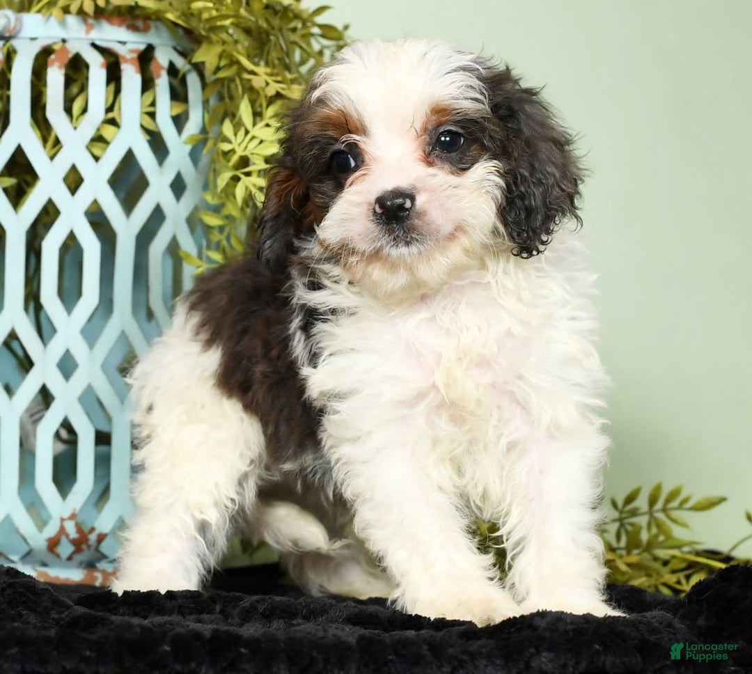 Cavapoo dogs for sale: Lincoln - Image 5