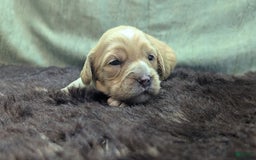 Cockapoo dogs for sale: Stoick - Image 4