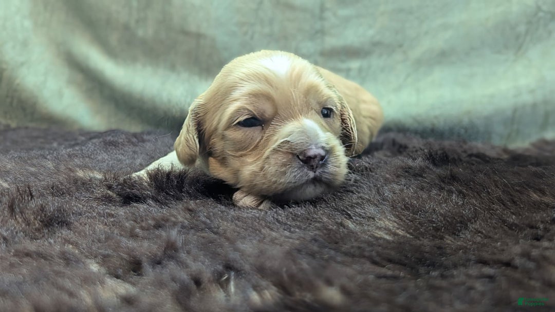 Cockapoo dogs for sale: Stoick - Image 4