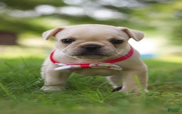 French Bulldog dogs for sale: Lacey - Image 1