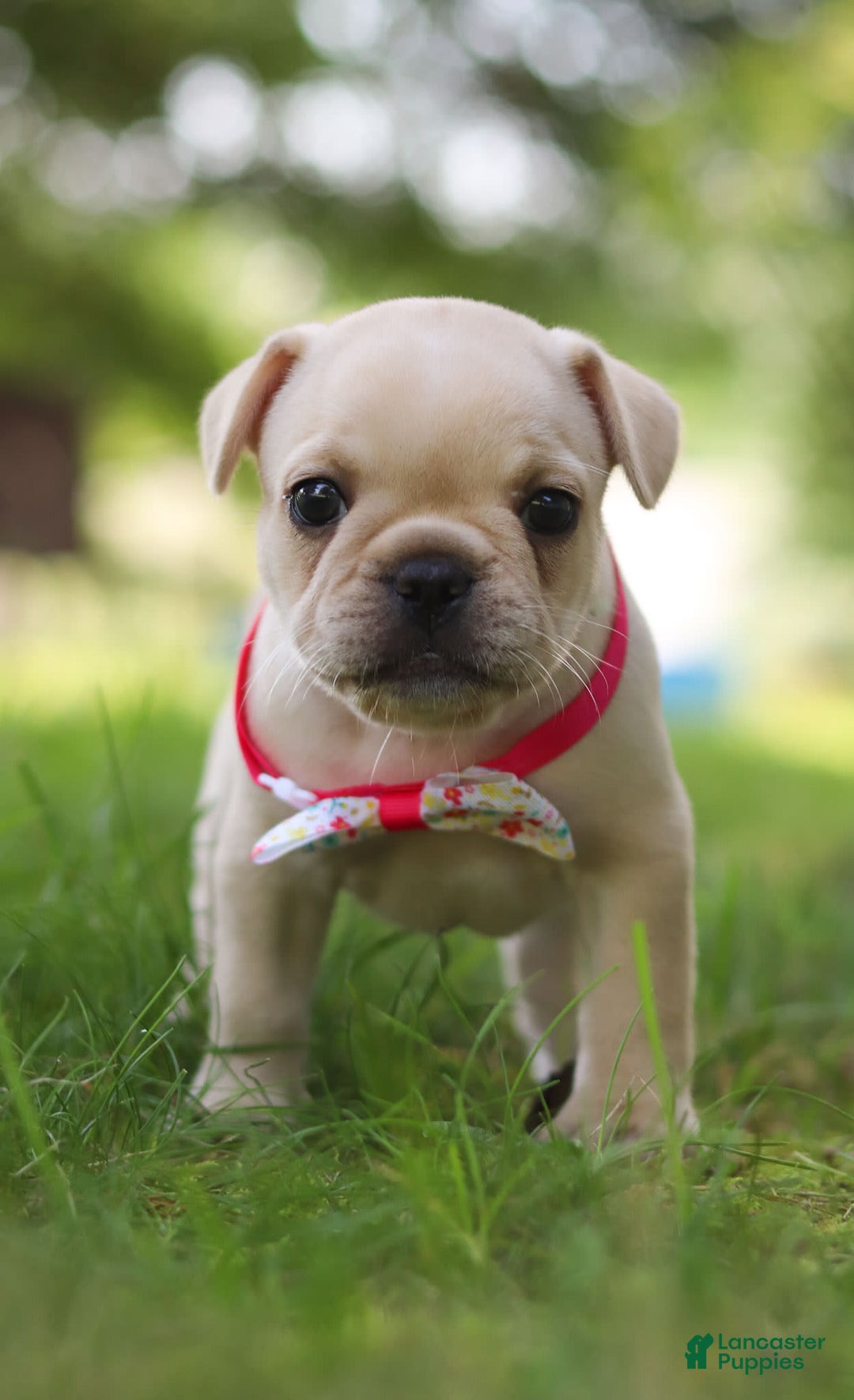 French Bulldog dogs for sale: Lacey - Image 1