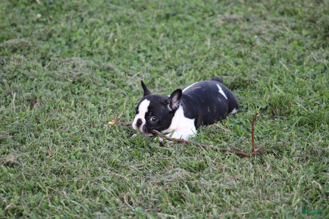 French Bulldog dogs for sale: Natalie - Image 3