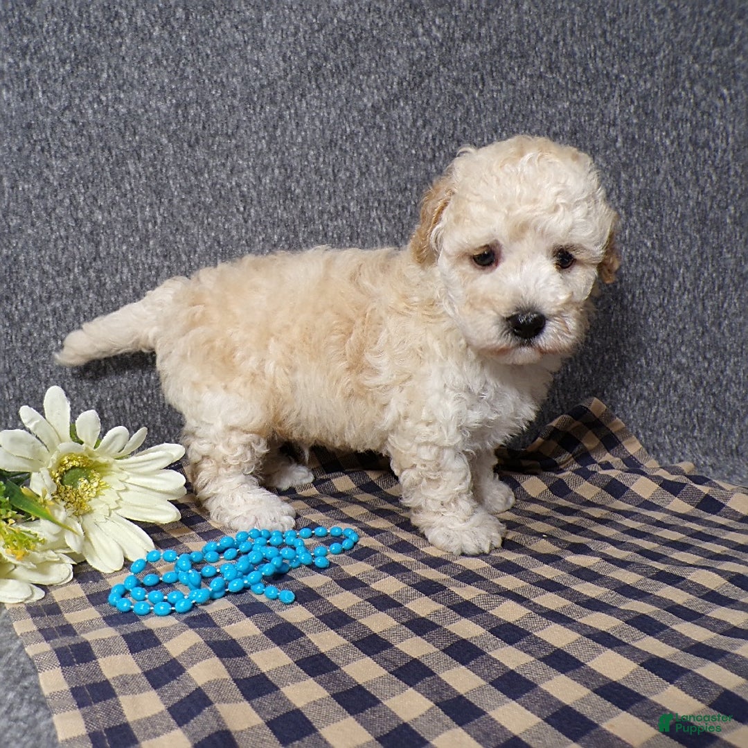 Havapoo dogs for sale: Kye - Image 2