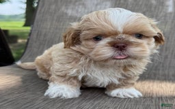 Shih Tzu dogs for sale: Andy - Image 5