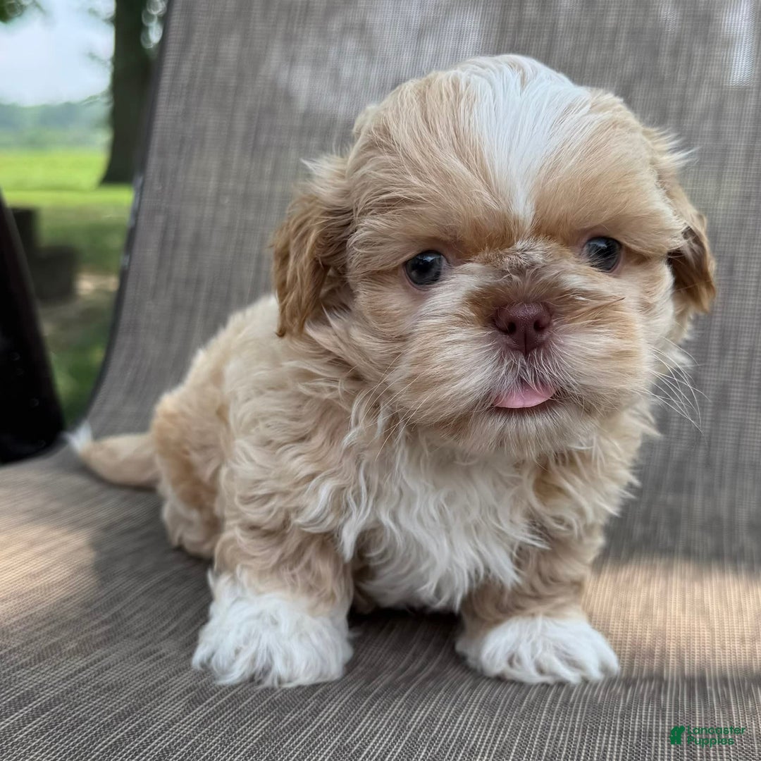 Shih Tzu dogs for sale: Andy - Image 5