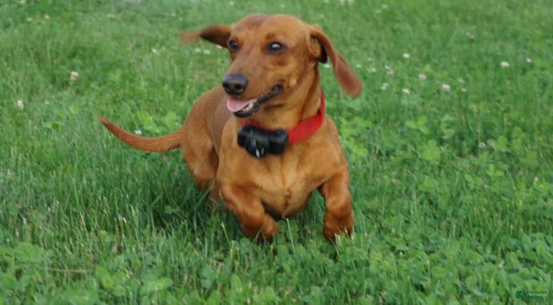 Miniature Dachshund dogs for sale: Goldilocks - Image 9