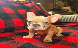 French Bulldog dogs for sale: Stella - Image 5