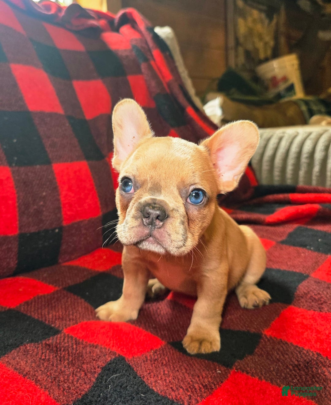 French Bulldog dogs for sale: Stella - Image 5