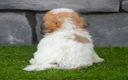Havanese dogs for sale: Clover - Image 8