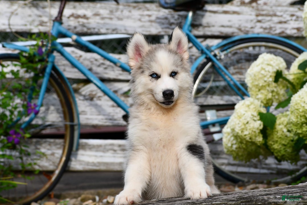 Gerberian Shepsky dogs for sale: Romeo - Image 21