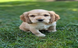 Cocker Spaniel dogs for sale: Reed - Image 7