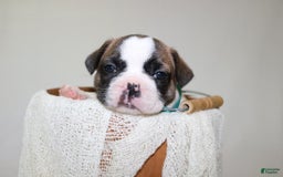 French Bulldog dogs for sale: Odin Akc - Image 13