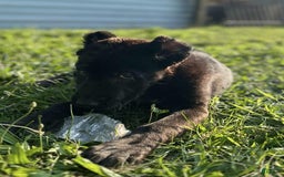 Central Asian Shepherd dogs for sale: angel - Image 3