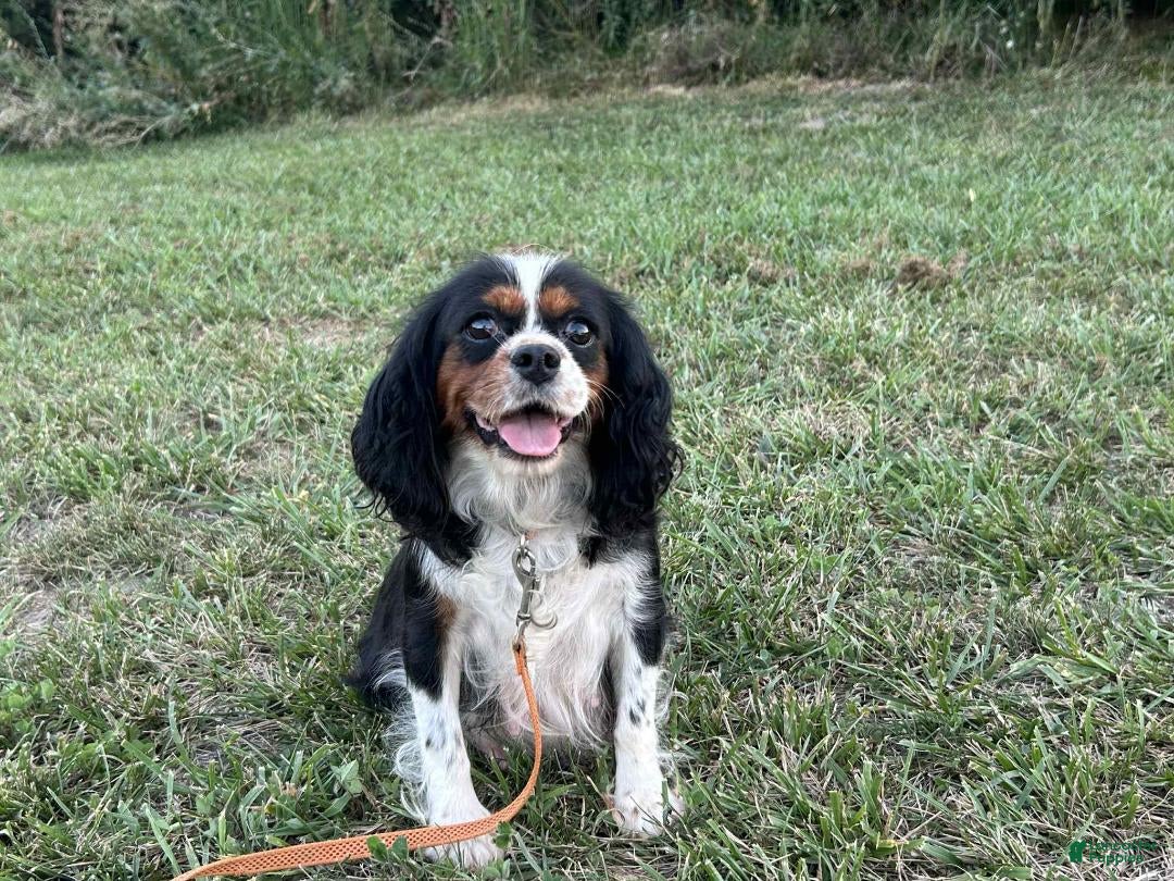 Cavalier King Charles Spaniel dogs for sale: Stardust Girl 2 - Image 10