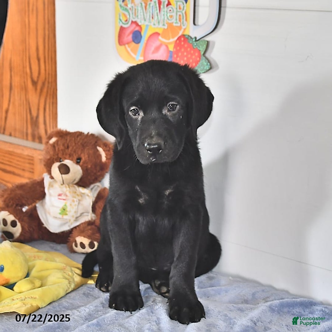 Labrador Retriever dogs for sale: Chloe - Image 15