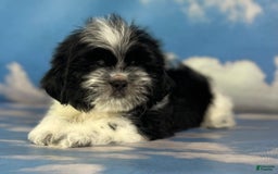 Shih Tzu dogs for sale: Oreo Aca - Image 9