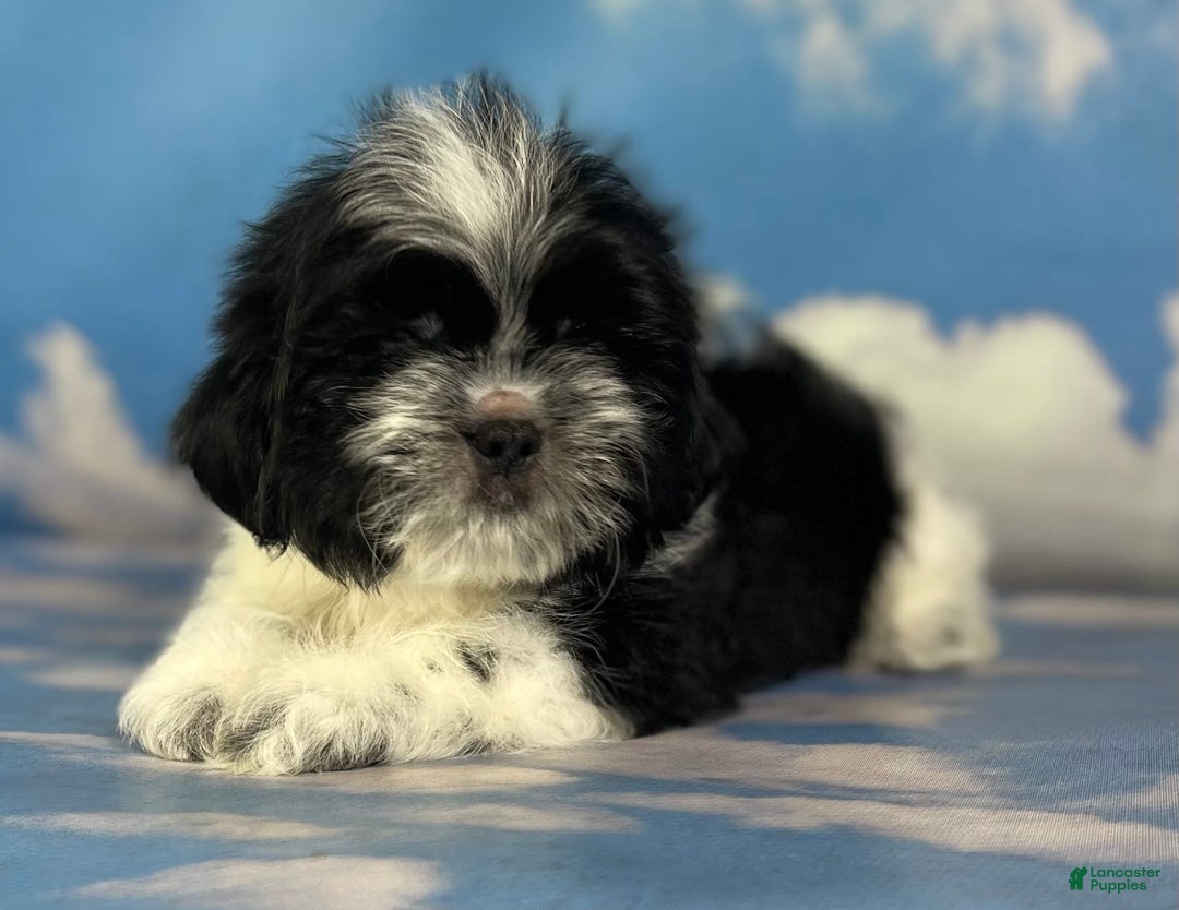 Shih Tzu dogs for sale: Oreo Aca - Image 9